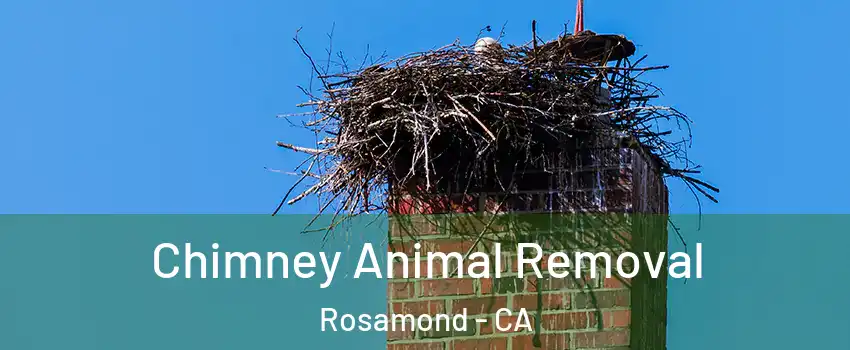  Chimney Animal Removal Rosamond - CA