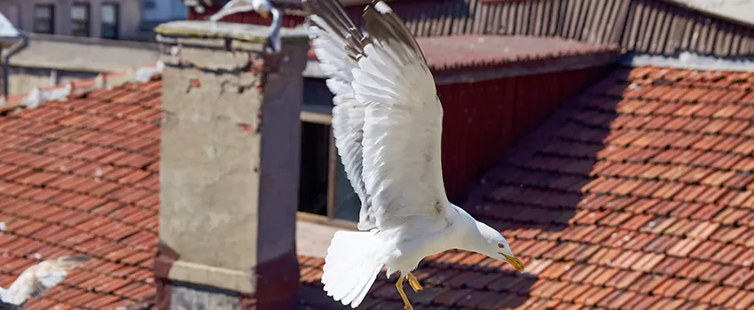 Residential Chimney Animal Removal Solution in Rosamond, CA