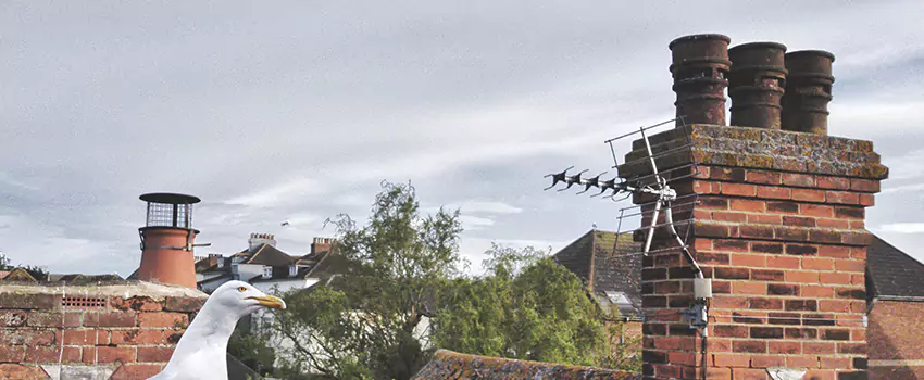 Chimney Cleaning And Restoration in Rosamond, California